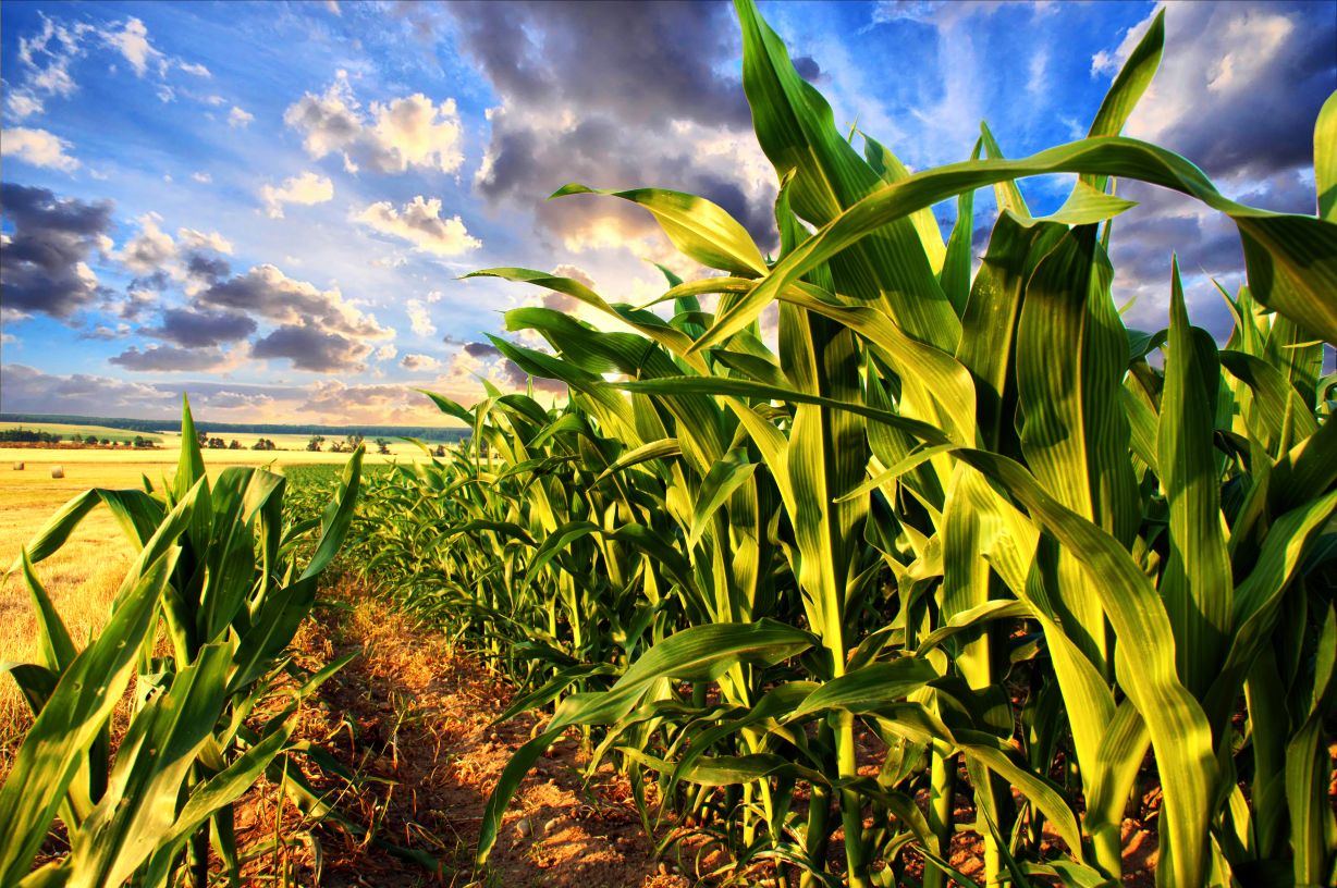Zaprawianie materiału siewnego kukurydzy kluczem do sukcesu