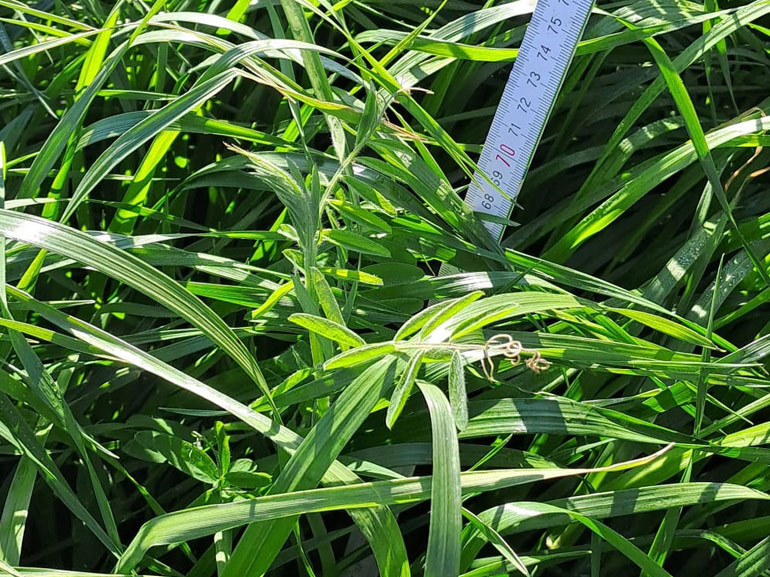 Turbo Trio – mieszanka gorzowska w nowoczesnej jakości