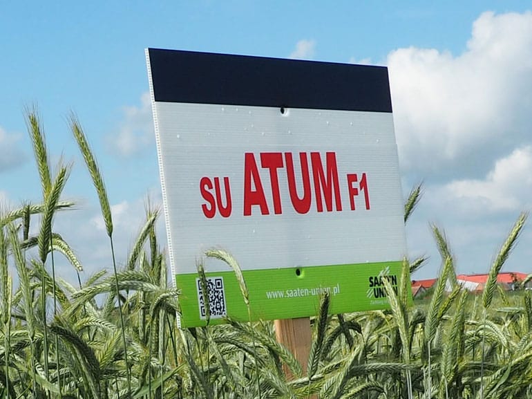 SU Atum – najwyżej plonująca odmiana żyta w Polsce