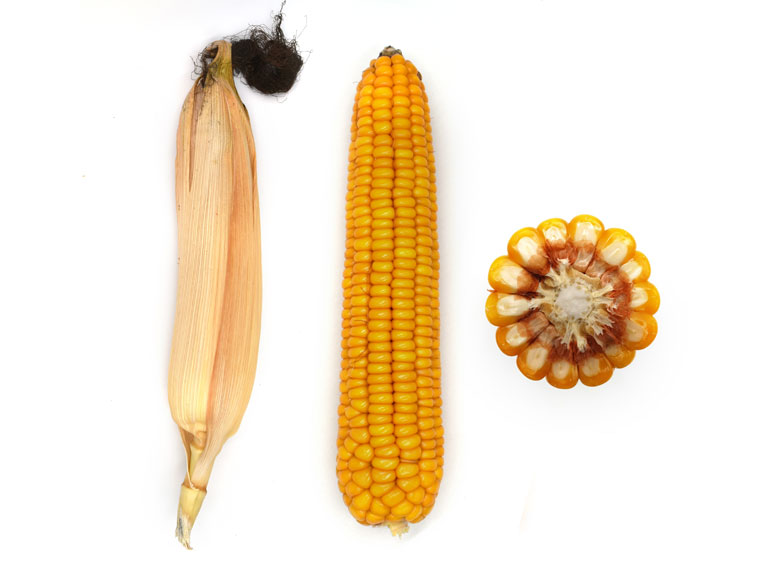 Wybór odmiany kukurydzy to bardzo ważna decyzja. Jaką odmianę wybrać?