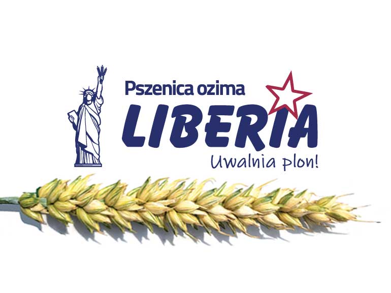 Pszenica ozima Liberia – innowacyjna tarcza przeciwko chorobom.